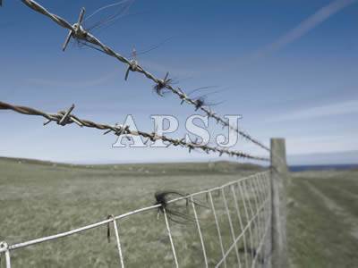 Barbed Wire - 6