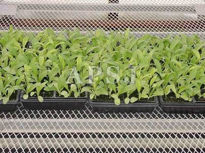 Expanded Metal Mesh - 7
