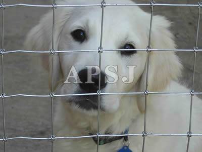 Field Fence - 6