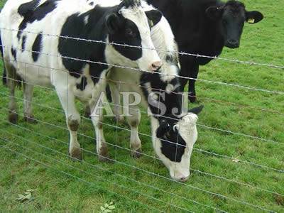 Field Fence - 7